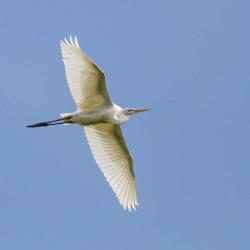 Great White Egret flying