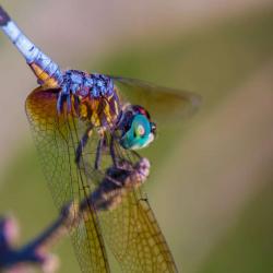 Colorful Dragon Fly