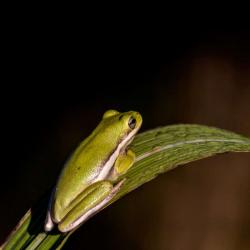 American Green Tree Frog