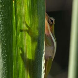 American Green Tree Frog