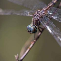 Dragon Fly