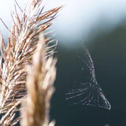 Spider Web like a butterfly