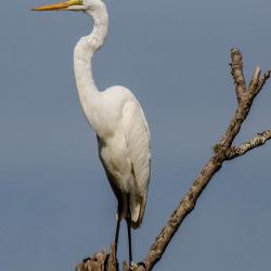 Great White Egret in tree
