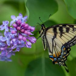 Swallow Tail Butterfly 