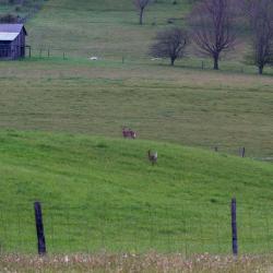 Deer