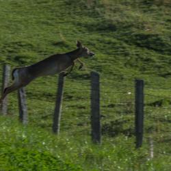 Deer Jumping Fence