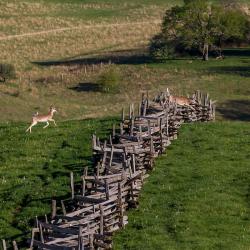 Deer Jumping Fence