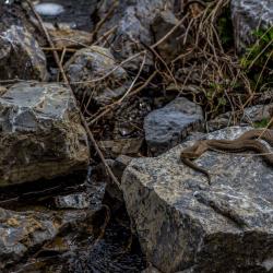 Water Snake sunning