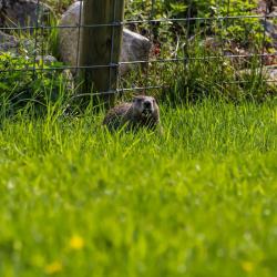 Ground Hog