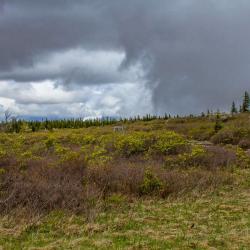 Bear Rock at Dolly Sods Wilderness WV
