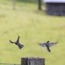 Bird Photography in Flight Monterey VA