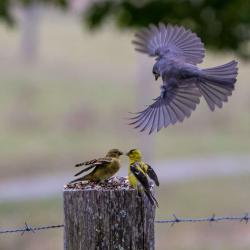 Bird Photography in Flight Monterey VA
