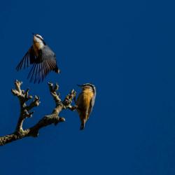Bird Photography in Flight Monterey VA