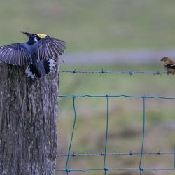 Bird Photography in Flight Monterey VA