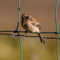 Field Sparrow