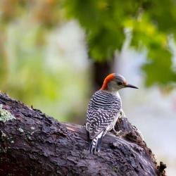 Red-bellied Woodpecker