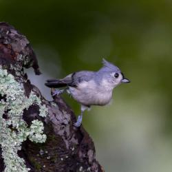 Tufted Titmouse
