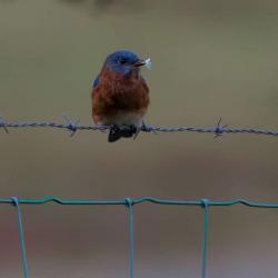 Eastern Blue Bird