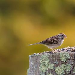 Chipping Sparrow