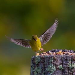 American Goldfinch