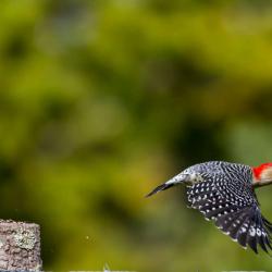 Red-bellied Woodpecker