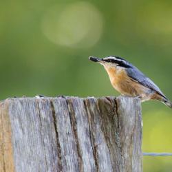 Red-breasted Nuthatch