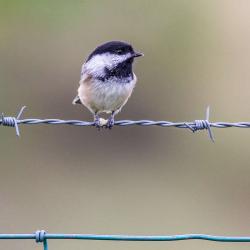 Black-capped Chickadee