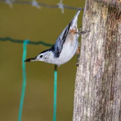 White-breasted Nuthatch