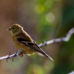 American Goldfinch
