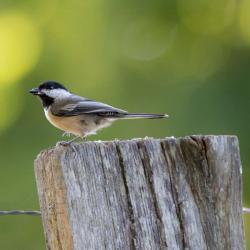 Black-capped Chickadee