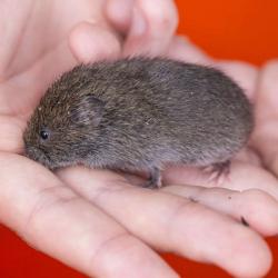 Caught a Vole