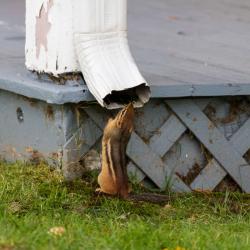 Chipmunk getting a drink from downspout