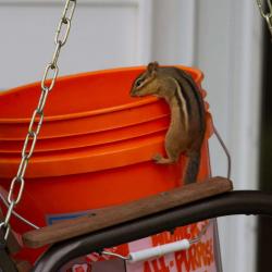 Chipmunk