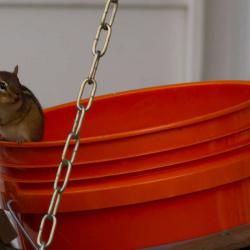 Chipmunk
