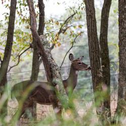 Deer 