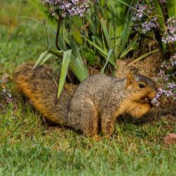Fox squirrel smelling then eating flowers
