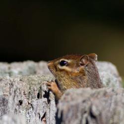 Chipmunk