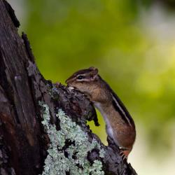 Chipmunk