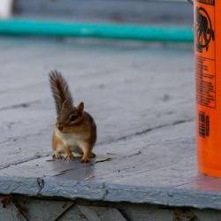 Chipmunk