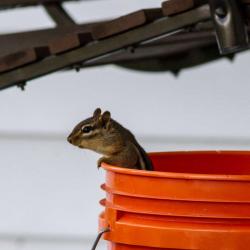 Chipmunk
