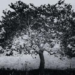 Tree at Bath County Recreational Campground