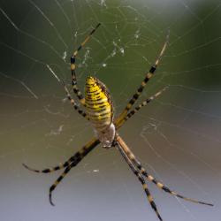 Black and Yellow Banded Argiope--Macro Photography