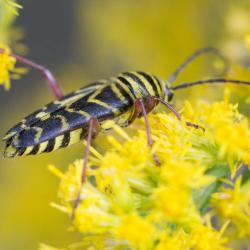 Locust Borer--Megacyllene robiniae--Adults feed on pollen of goldenrods