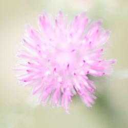 Thistle flower--Macro Photography
