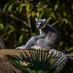 Lemur monkey