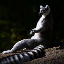 All Hail King Julian