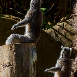 Lemur monkey