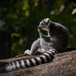 Lemur monkey