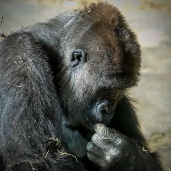 Gorilla