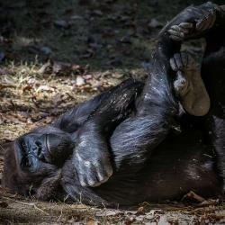 Gorilla